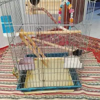 قفس عروس. مرغ عشق. فنچ .ملنگو