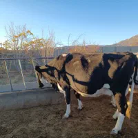 گاو شیری گوساله نر و ماده|حیوانات مزرعه|تربت جام, میان جام|دیوار