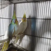 دو جفت عروس هلندی تخم گذار