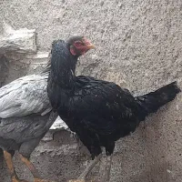 مرغ لاری اصیل