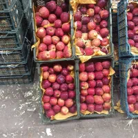 تره بار خیار پیاز گوجه خاکی هندوانه ملون و...