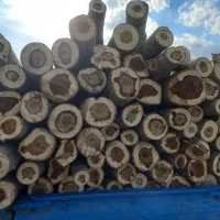 خرید انواع چوب