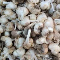 سیر|خوردنی و آشامیدنی|نهاوند, |دیوار