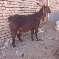 فروش،معاوضه10راس بزپاکستانی،درشت،سنگین وزن،3قلوزا|حیوانات مزرعه|فریمان, |دیوار