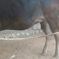 گاوابستن۶ماه|حیوانات مزرعه|قلعه قاضی, |دیوار