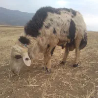 یک عدد قوچ پلنگی سه ساله اسیل حرف ندار