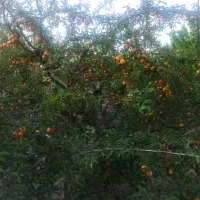 ۳۳۰مترباغ ویلا*سنددار*کنتوربرق*ساخت ویلا شهریار|فروش خانه و ویلا|تهران, یافت آباد جنوبی|دیوار