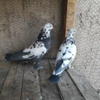 دوچرخه موتورسیکلت