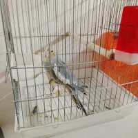 عروس هلندی