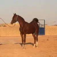 کره اسب عرب کرند