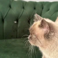 بریتیش کالر پوینت نر سه ماهه