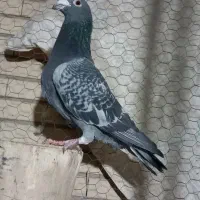 نر مگس آخرت|پرنده|زابل, |دیوار