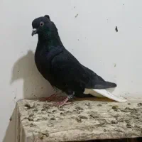 زاغ دم‌سفید نر