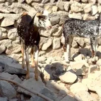 حیوان خوشگل|حیوانات مزرعه|رفسنجان, |دیوار