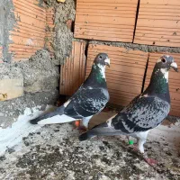 جفت ابلغ زات دار مسافتی