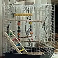 قفس عروس هلندی