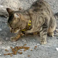 گربه پیدا شده