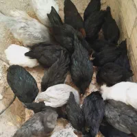 نیمچه مرغ و خروس محلی و زینتی