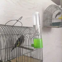 سهره|پرنده|لار, |دیوار