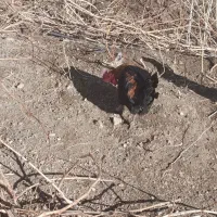 خروس|حیوانات مزرعه|جوکار, |دیوار