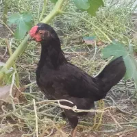 نیمچه گلین ریشو چهل تاج و تخم نطفه دار