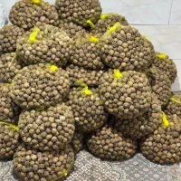 گردو|خوردنی و آشامیدنی|کلباد, |دیوار