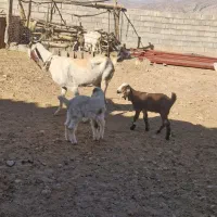 بزگلابی نربز میش بره و...|حیوانات مزرعه|لردگان, |دیوار