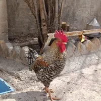 4 عدد خروس کردی زیبا