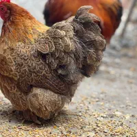 مرغ و خروس کوچین
