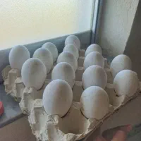 تخم غاز نطفه دارو اردک اسرائیلی