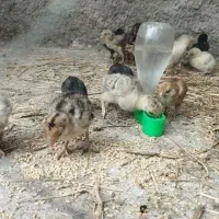 فروش جوجه بوقلمون و تخم نطفه دار