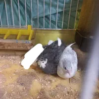 بلدرچین مینیاتوری