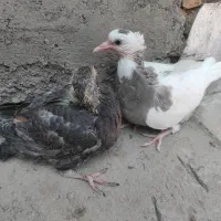 جوجه کفتر|پرنده|قم, شهر قائم|دیوار