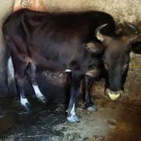 گاو . لیشه ماده