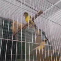 قناری|پرنده|مشهد, مشکینی (شهرک غرب)|دیوار