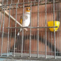 سره|پرنده|بهارستان, |دیوار