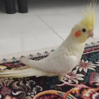 عروس هلندی ماده