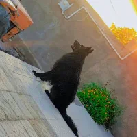 ژرمن بلک دوساله مو بلند