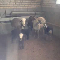 3میش بره|حیوانات مزرعه|کوهدشت, |دیوار