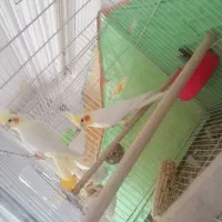 عروس هلندی لوتینو