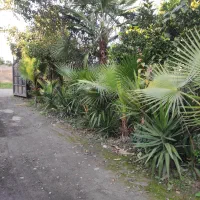 فروش و عرضه مستقیم پالم سیکاس و یوکا|خدمات باغبانی و درختکاری|نوشهر, |دیوار