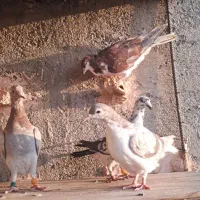 کبوتر|پرنده|نیشابور, فیض آباد|دیوار