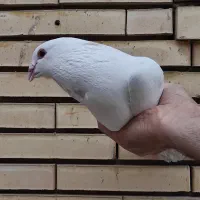 نر سوراخ