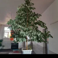 گل بنجامین تک رنگ