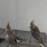 جوجه عروس هلندی