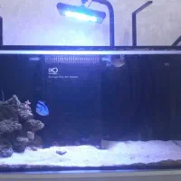 فروش آکواریوم آب شور سوپر کلیر معاوضه|ماهی|تهران, صادقیه|دیوار