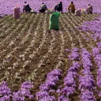 سرویس همراه با ۱۰ نفر کارگر برای جمع کردن زعفران|خدمات حمل و نقل|تربت‌حیدریه, باغ سلطانی|دیوار