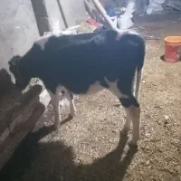 گوساله هولشتان اصلی ماده شش ماه