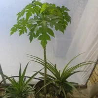 نهال پاپایا