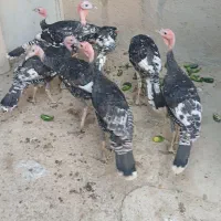 بوقلمون